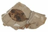 Fossil Leaf - McAbee Fossil Beds, BC #215730-1